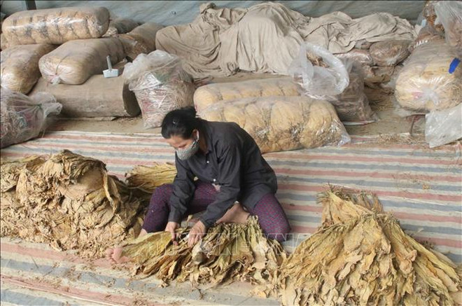 Quota for raw tobacco imports set at nearly 72,000 tonnes ảnh 1