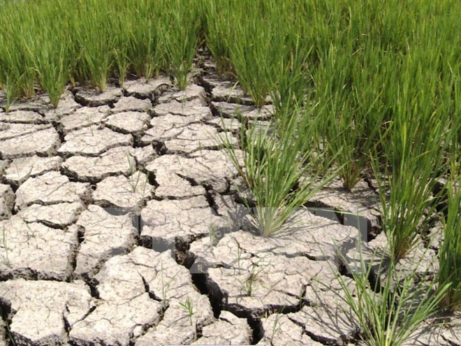 MARD gives financial support to drought, salinity recovery ảnh 1