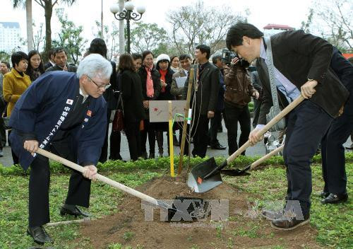 Hanoi grows more Japan-presented cherries ảnh 1