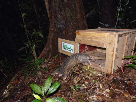 Sunda Pangolins released back into wild ảnh 1