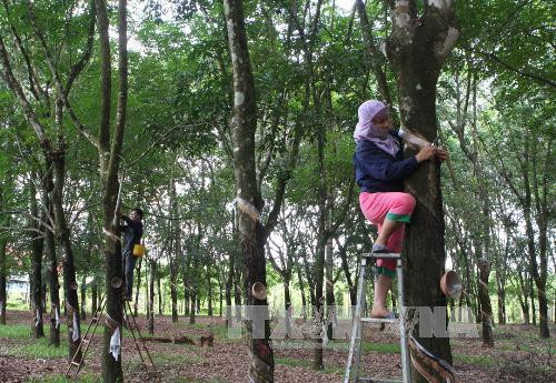 Centre for rubber science, technology to be established ảnh 1
