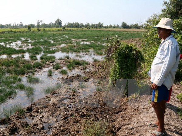 Mekong Delta provinces tackle saltwater intrusion ảnh 1 Mekong Delta provinces tackle saltwater intrusion ảnh 1