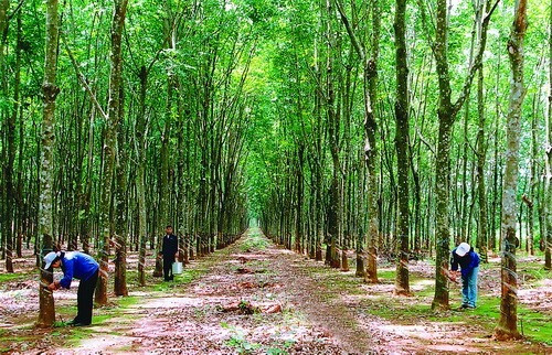Vietnam Rubber Group targets 1.76 billion USD in revenue ảnh 1