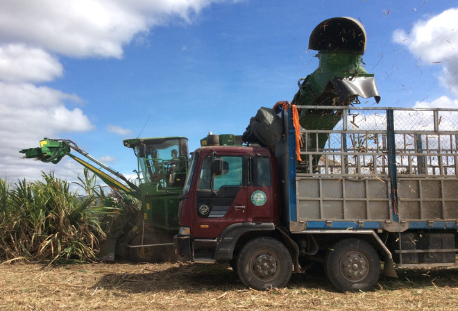 Vietnam to keep sugarcane area at 300,000ha by 2030 ảnh 1 Vietnam to keep sugarcane area at 300,000ha by 2030 ảnh 1