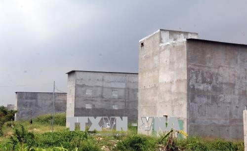 Vietnam holds potential for swift breeding ảnh 1