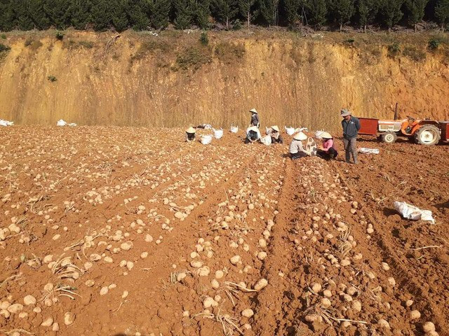 Lam Dong works to build Da Lat potato brand ảnh 1 Lam Dong works to build Da Lat potato brand ảnh 1