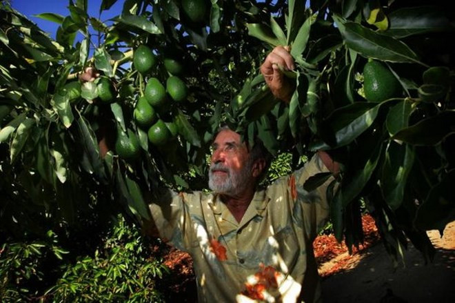 Vietnam, Mexico seek partnership in food industry ảnh 1
