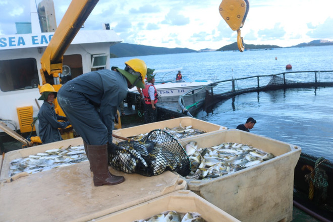 Ministry to tighten inspections at fishing ports ảnh 2 Ministry to tighten inspections at fishing ports ảnh 2