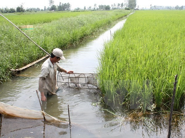 Ca Mau to spend 11.2 million USD on efficient farming models ảnh 1