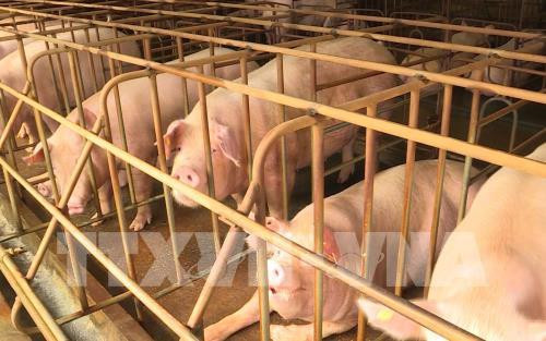 African swine fever breaks out in 60 provinces, cities ảnh 1 African swine fever breaks out in 60 provinces, cities ảnh 1