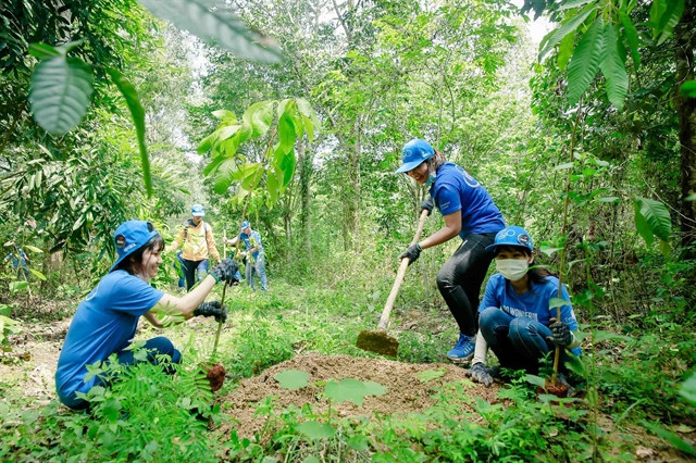 Dong Nai: Forest planting improves habitats of elephants ảnh 1 Dong Nai: Forest planting improves habitats of elephants ảnh 1