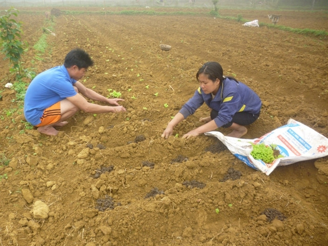 Thousands benefit from poverty reduction project ảnh 1 Thousands benefit from poverty reduction project ảnh 1
