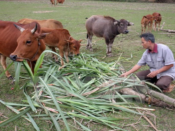 Poverty rate in Central Highlands down 2.8 percent each year ảnh 1 Poverty rate in Central Highlands down 2.8 percent each year ảnh 1