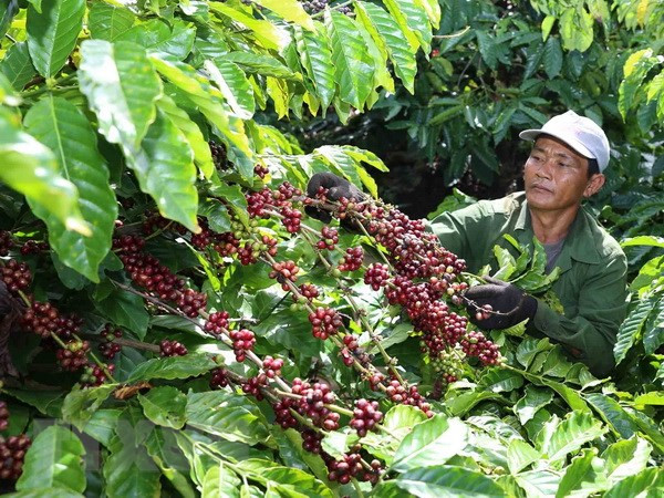 Coffee firms should focus on deep processing: insiders ảnh 1