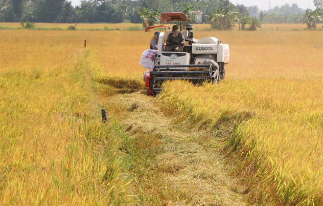 Mekong farmers use iPads to learn about ’smart’ agriculture ảnh 1