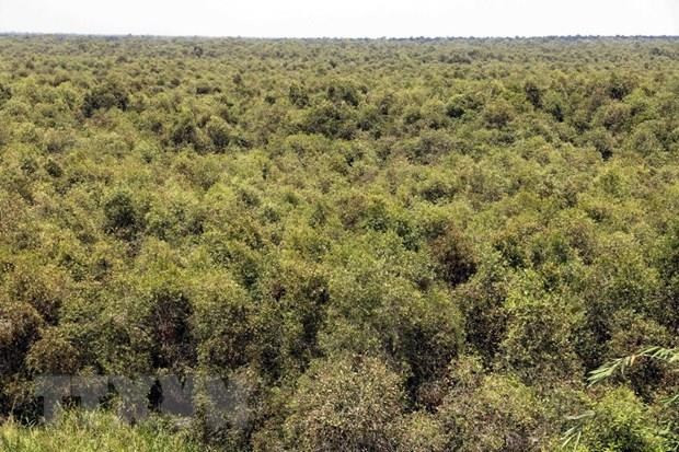 Thua Thien-Hue targets 57 percent in forest coverage in 2020 ảnh 1
