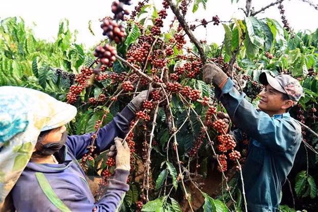 Vietnam targets higher coffee quality, value ảnh 1