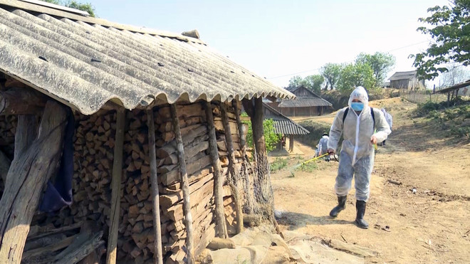 Efforts augmented to contain African swine fever epidemic ảnh 1 Efforts augmented to contain African swine fever epidemic ảnh 1