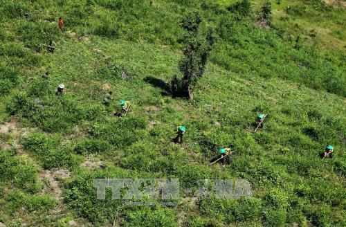 Thua Thien-Hue seeks to expand forest certification for small households ảnh 1 Thua Thien-Hue seeks to expand forest certification for small households ảnh 1