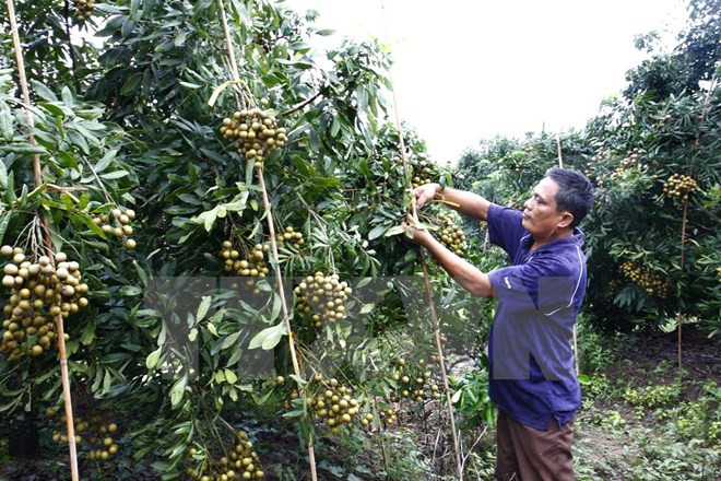 Japanese firms seek to adopt IT in agriculture in Ha Nam ảnh 1 Japanese firms seek to adopt IT in agriculture in Ha Nam ảnh 1