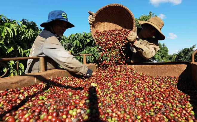 Coffee exports hoped to set new record ảnh 2 Coffee exports hoped to set new record ảnh 2
