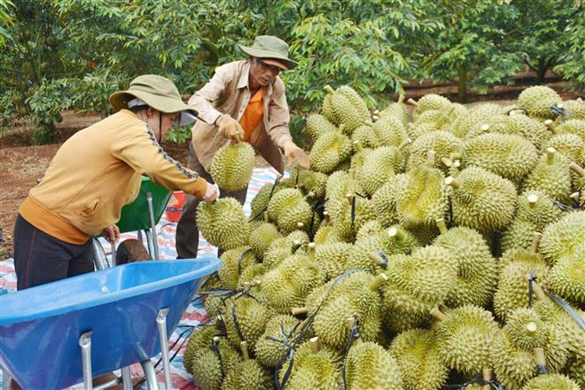 Fruit, vegetable exports to hit record in 2023 ảnh 1 Fruit, vegetable exports to hit record in 2023 ảnh 1