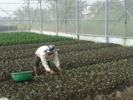 Farm co-operatives need more support ảnh 1