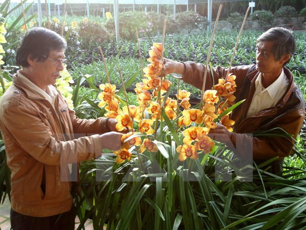 Da Lat Flower Festival: 126 flower growers honoured ảnh 1