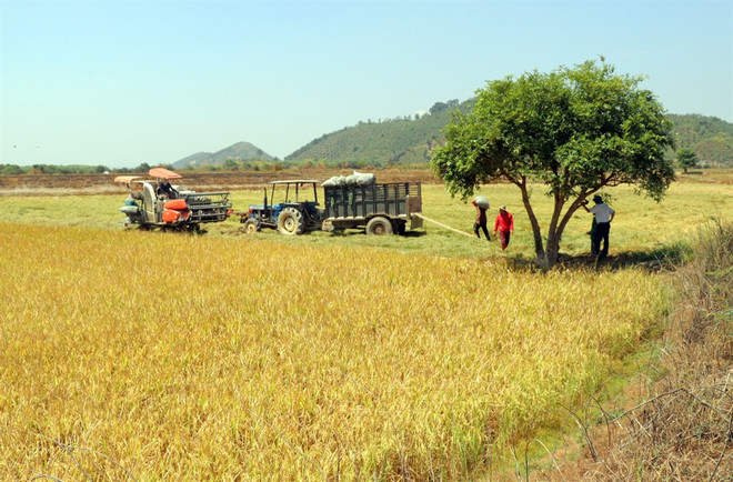 Lam Dong's small irrigation ponds help farmers withstand drought ảnh 1