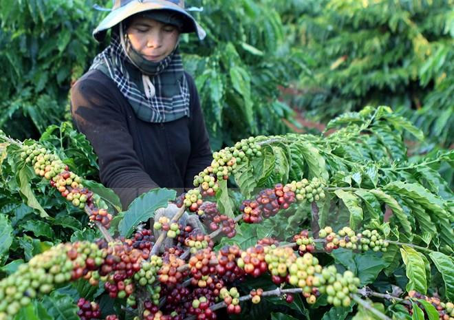 Coffee exports down in 9 months ảnh 1