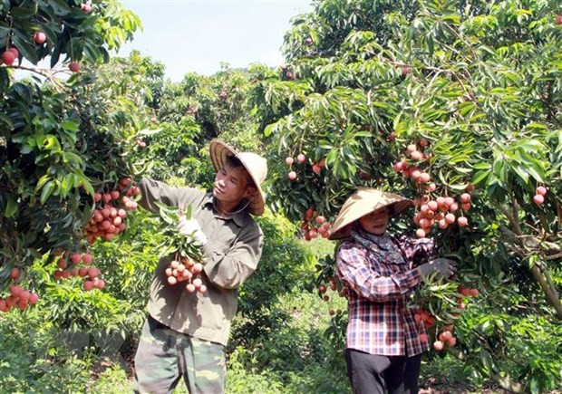 Conference to seek ways for boosting farm produce export to Japan ảnh 1