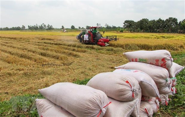 Northern region enjoys record rice output in 2020-2021 Winter-Spring crop ảnh 1 Northern region enjoys record rice output in 2020-2021 Winter-Spring crop ảnh 1