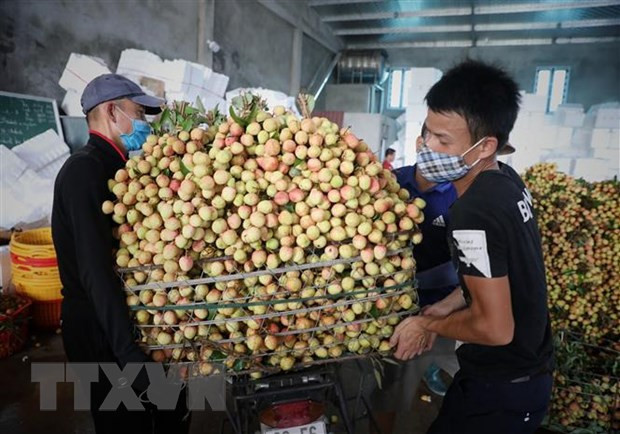 PM orders removing difficulties in farm produce consumption for Bac Giang ảnh 1