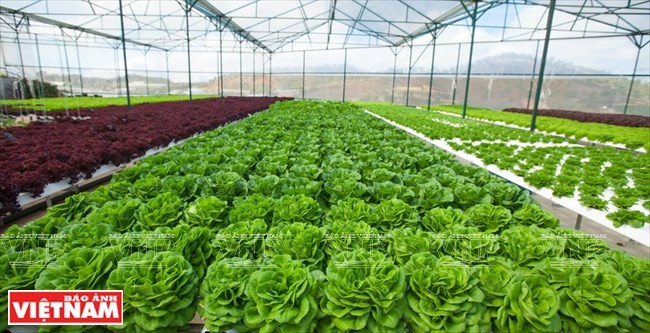 Hi-tech agriculture project developed in Thua Thien-Hue ảnh 1