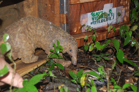 Twenty Java pangolins released back into the wild ảnh 1 Twenty Java pangolins released back into the wild ảnh 1