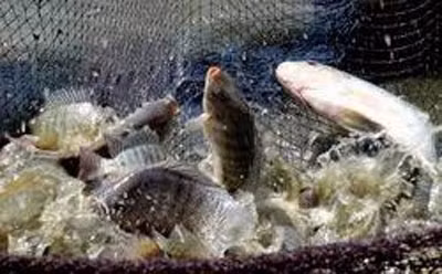 Tilapia breeding area to cover 33,000 hectares in 2020 ảnh 1