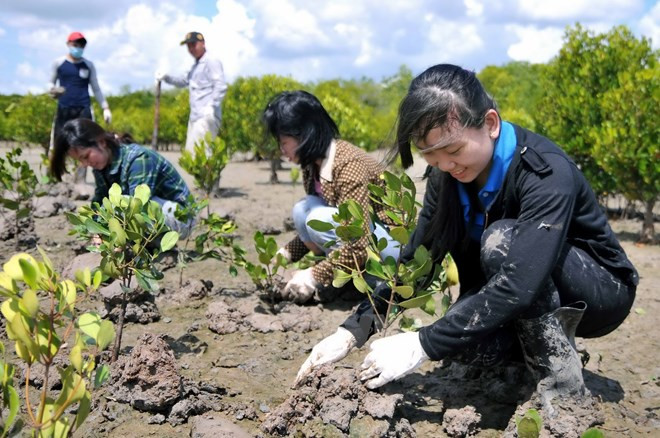 Long An strives for 11.19 percent forest coverage ảnh 1 Long An strives for 11.19 percent forest coverage ảnh 1