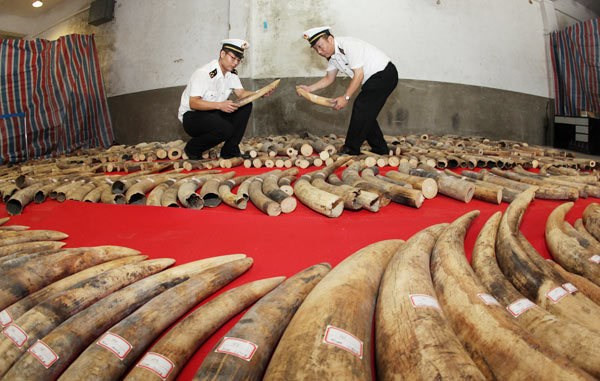 China police seize ivory smuggled via Vietnam border ảnh 1