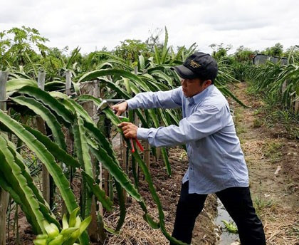 Experts urge expanded cultivation of fruits for export ảnh 1