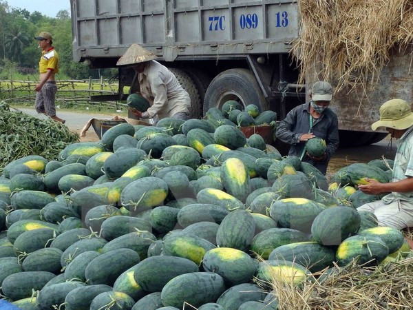 Vietnamese, Chinese firms ink watermelon trade deals ảnh 1 Vietnamese, Chinese firms ink watermelon trade deals ảnh 1