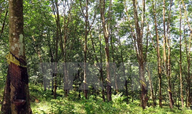 Vietnam records progress in forestry development ảnh 1