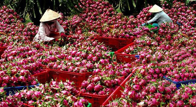 Long An aims to up dragon fruit exports ảnh 1 Long An aims to up dragon fruit exports ảnh 1