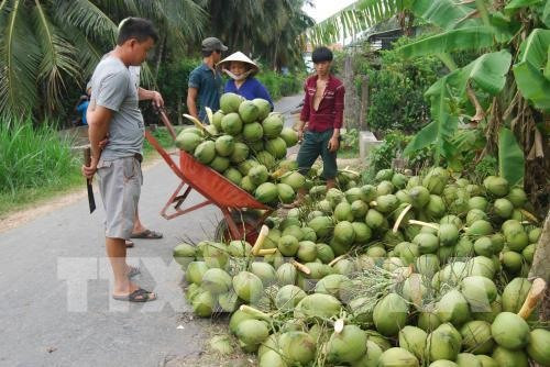 Fruit, vegetable exports hit 1 billion USD in 4 months ảnh 1 Fruit, vegetable exports hit 1 billion USD in 4 months ảnh 1