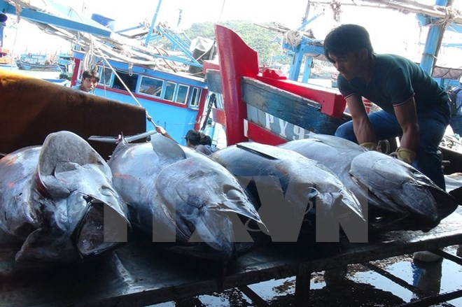 Vietnam, China boost sustainable fishery development in Tonkin Gulf ảnh 1