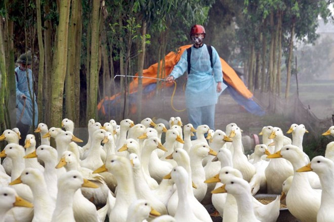 Dak Lak: bird flu forces cull of 3,565 poultry ảnh 1 Dak Lak: bird flu forces cull of 3,565 poultry ảnh 1