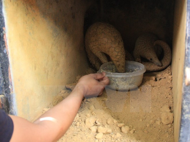 Largest ever pangolin release takes place in Cuc Phuong park ảnh 1