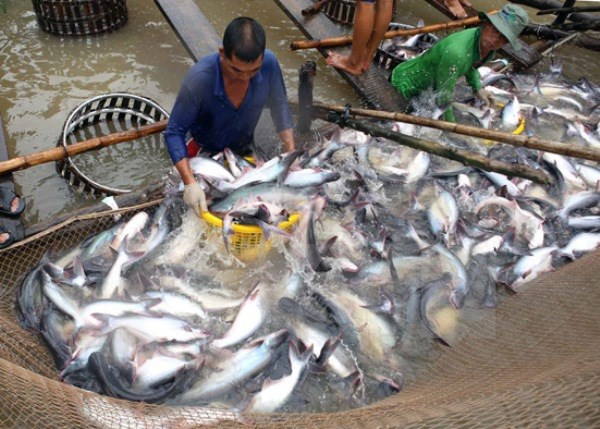 Fishery output exceeds 1 million tonnes in four months ảnh 1
