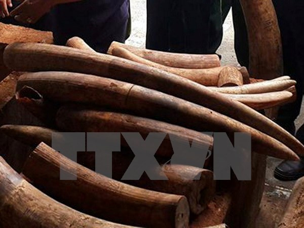Man imprisoned for illegally transporting ivory ảnh 1