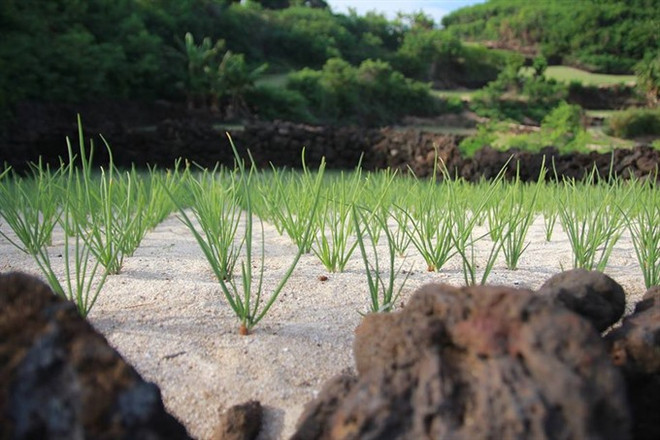 Ly Son to develop organic garlic farm ảnh 1