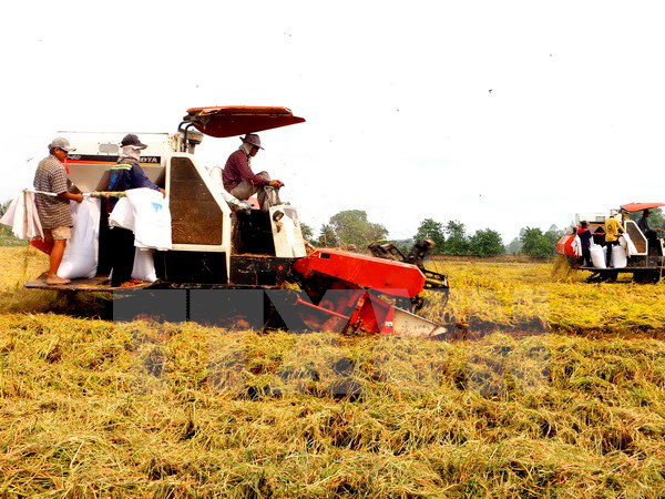 IFC assists Vietnam with sustainable agricultural production ảnh 1